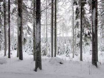 Фото номера Дом для отпуска Дома для отпуска Holiday Home Metsäpirtti г. Pätiälä 11